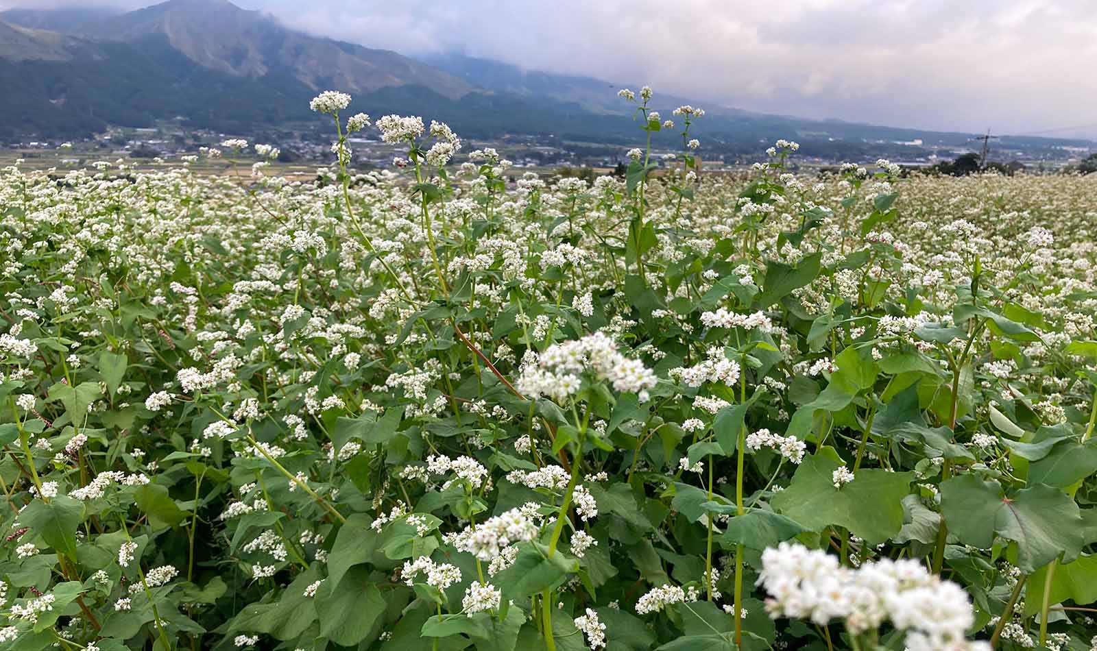 南阿蘇村では秋には白く小さな蕎麦の花を見ることができる
